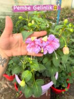 4’lü İri Çiçekli Katlı Anaç Küpeli Seti (Fuchsia hybrida) - Görsel 2