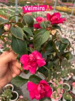 7’li Katlı Cam Güzeli Seti (Impatiens walleriana) - Görsel 6