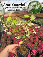 3’lü Yasemin Seti (Jasminum sambac – Trachelospermum jasminoides – Rhyncospermum jasminoides) - Görsel 2