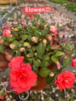 7’li Katlı Cam Güzeli Seti (Impatiens walleriana) - Görsel 4