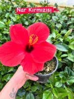 İkili Japon Gülü Seti – Kırmızı ve Sarı (Hibiscus rosa-sinensis)