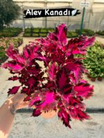 15'li Yaprak Güzeli Seti (Coleus blumei) - Görsel 3