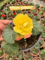7’li Gelin Damat Begonya Seti (Begonia × tuberhybrida) - Görsel 4
