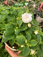 7’li Katlı Cam Güzeli Seti (Impatiens walleriana) - Görsel 5