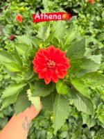 5’li Orta Boy Dalya Seti (Dahlia hybrida) - Görsel 2