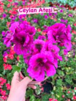 8’li Canan Ceylan Gözü Sardunya Seti Orta Boy (Pelargonium grandiflorum) - Görsel 2