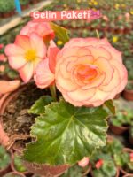7’li Gelin Damat Begonya Seti (Begonia × tuberhybrida)