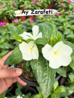 8’li Rozet Çiçeği Seti (Catharanthus roseus) - Görsel 7
