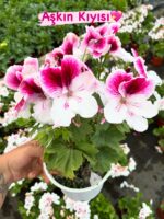 8’li Canan Ceylan Gözü Sardunya Seti Orta Boy (Pelargonium grandiflorum)