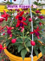 8’li Anaç Boy Küpeli Seti (Fuchsia hybrida) - Görsel 4