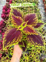 15'li Yaprak Güzeli Seti (Coleus blumei) - Görsel 14
