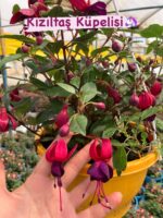 8’li Anaç Boy Küpeli Seti (Fuchsia hybrida) - Görsel 5