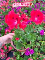 8’li Canan Ceylan Gözü Sardunya Seti Orta Boy (Pelargonium grandiflorum) - Görsel 3