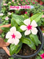 8’li Rozet Çiçeği Seti (Catharanthus roseus) - Görsel 3