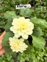 5’li Orta Boy Dalya Seti (Dahlia hybrida) - Görsel 5