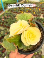 7’li Gelin Damat Begonya Seti (Begonia × tuberhybrida) - Görsel 6