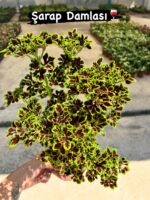 15'li Yaprak Güzeli Seti (Coleus blumei) - Görsel 6