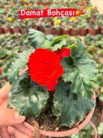 7’li Gelin Damat Begonya Seti (Begonia × tuberhybrida) - Görsel 5
