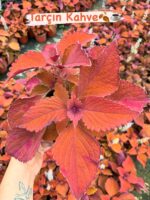 15'li Yaprak Güzeli Seti (Coleus blumei) - Görsel 5