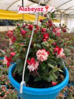 8’li Anaç Boy Küpeli Seti (Fuchsia hybrida) - Görsel 8