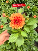 5’li Orta Boy Dalya Seti (Dahlia hybrida) - Görsel 3