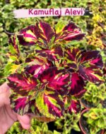 5’li Alev Serisi Yaprak Güzeli (Coleus blumei) - Görsel 4