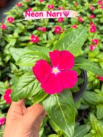 8’li Rozet Çiçeği Seti (Catharanthus roseus) - Görsel 2