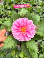 5’li Orta Boy Dalya Seti (Dahlia hybrida) - Görsel 4