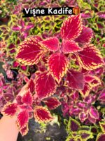 15'li Yaprak Güzeli Seti (Coleus blumei) - Görsel 13