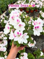 8’li Canan Ceylan Gözü Sardunya Seti Orta Boy (Pelargonium grandiflorum) - Görsel 8