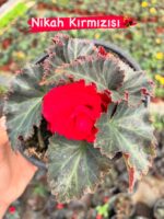 7’li Gelin Damat Begonya Seti (Begonia × tuberhybrida) - Görsel 7