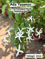 Ada Yasemini (Trachelospermum jasminoides)