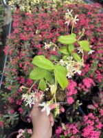 Arap Yasemini (Rhyncospermum jasminoides) - Görsel 4