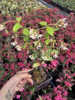 Arap Yasemini (Rhyncospermum jasminoides) - Görsel 3