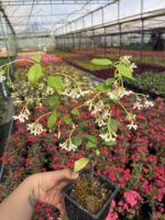 Arap Yasemini (Rhyncospermum jasminoides) - Görsel 2
