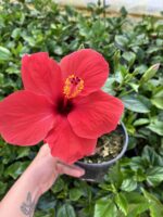 Nar Kırmızısı Japon Gülü (Hibiscus rosa-sinensis)