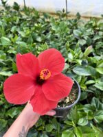 Nar Kırmızısı Japon Gülü (Hibiscus rosa-sinensis) - Görsel 3