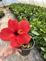 Nar Kırmızısı Japon Gülü (Hibiscus rosa-sinensis) - Görsel 4