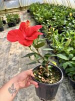 Nar Kırmızısı Japon Gülü (Hibiscus rosa-sinensis) - Görsel 2
