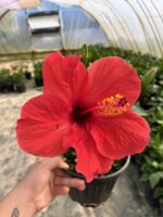 Nar Kırmızısı Japon Gülü (Hibiscus rosa-sinensis) - Görsel 5