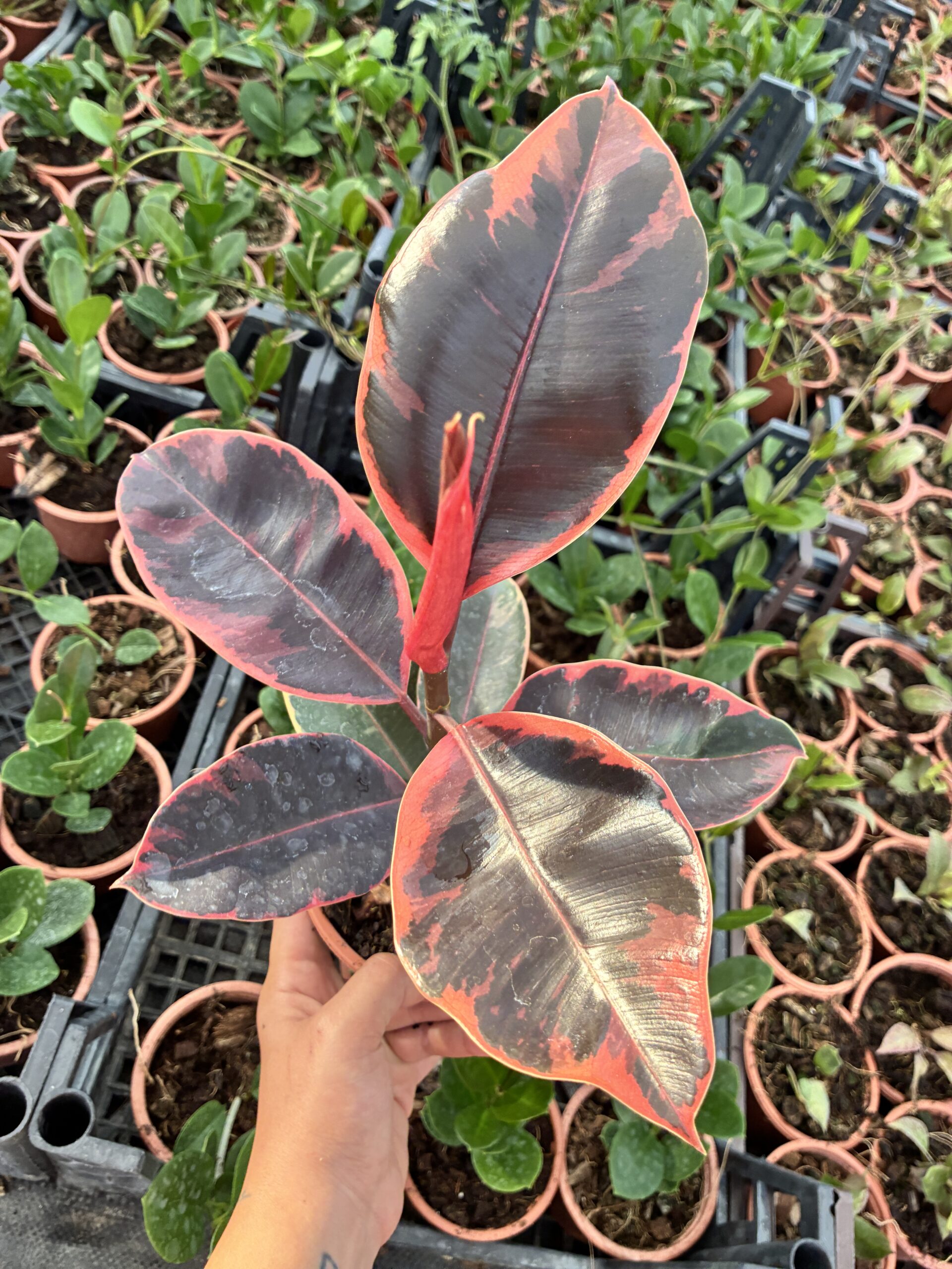 IMG_5660 Alacalı Kauçuk (Ficus elastica) - Görsel 1
