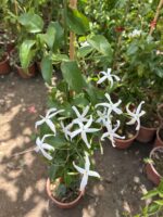 Ada Yasemini (Trachelospermum jasminoides)