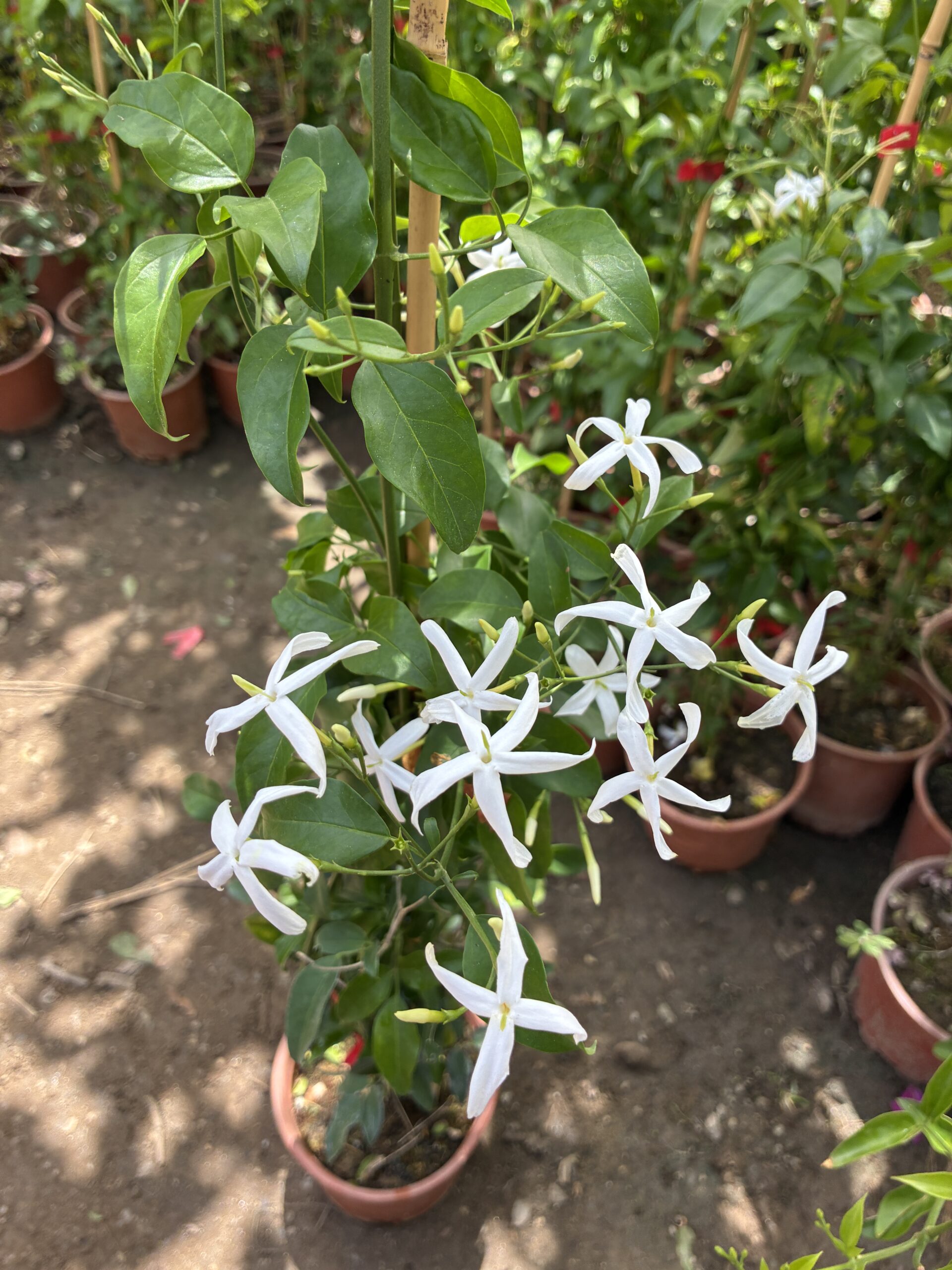 IMG_6216 Ada Yasemini (Trachelospermum jasminoides) - Görsel 1