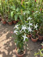 Ada Yasemini (Trachelospermum jasminoides) - Görsel 2