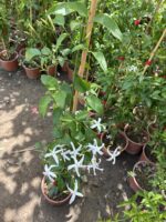 Ada Yasemini (Trachelospermum jasminoides) - Görsel 3