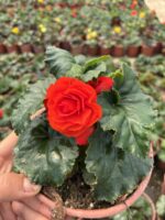 Damat Bohçası Gelin Damat Begonya (Begonia × tuberhybrida) - Görsel 3