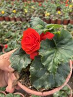 Damat Bohçası Gelin Damat Begonya (Begonia × tuberhybrida) - Görsel 2