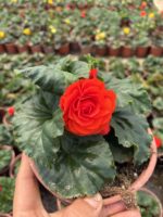 Damat Bohçası Gelin Damat Begonya (Begonia × tuberhybrida)