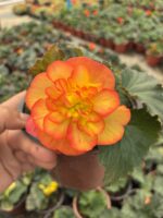 Düğün Hediyesi Gelin Damat Begonya (Begonia × tuberhybrida)