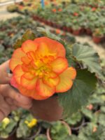 Düğün Hediyesi Gelin Damat Begonya (Begonia × tuberhybrida) - Görsel 2